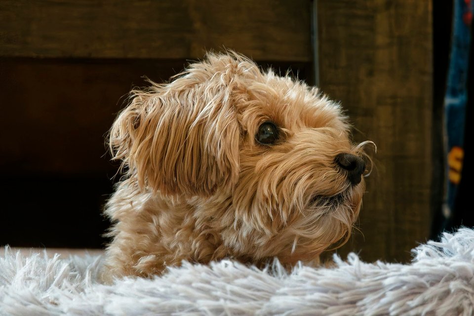 _DSC2887_DxO.jpg