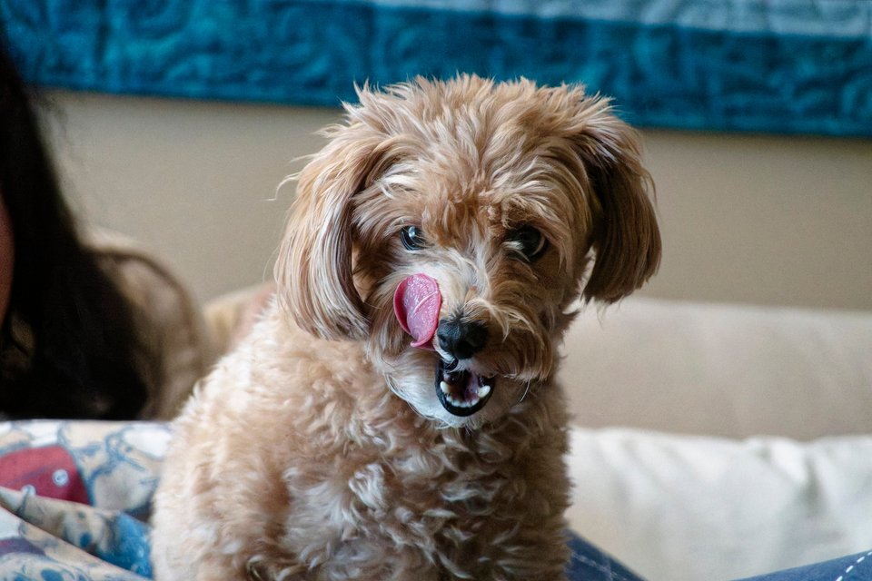 _DSC2988_DxO.jpg