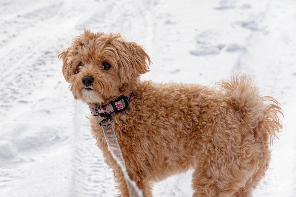 _DSC2827_DxO.jpg