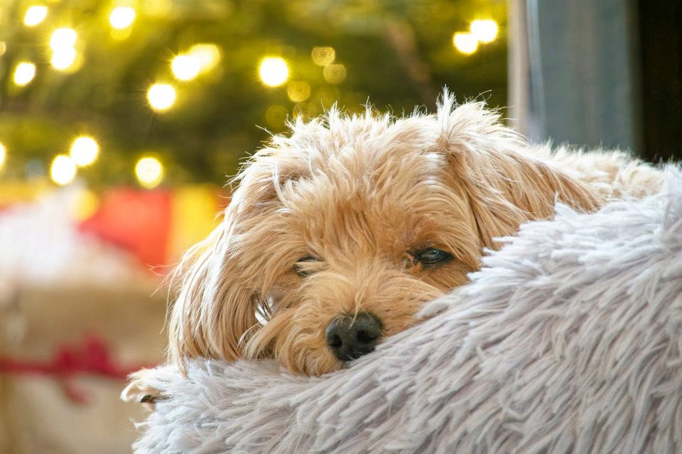 _DSC2875_DxO.jpg