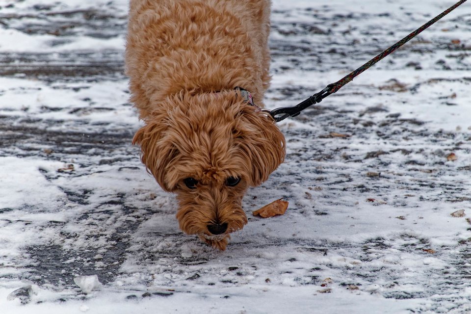 _DSC3165_DxO.jpg