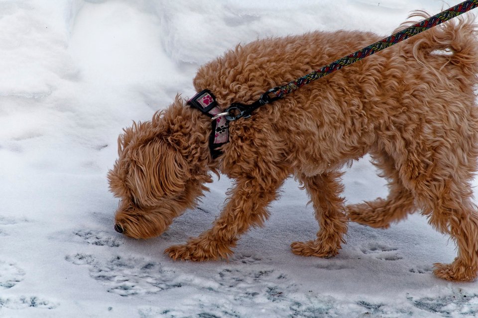 _DSC3222_DxO.jpg