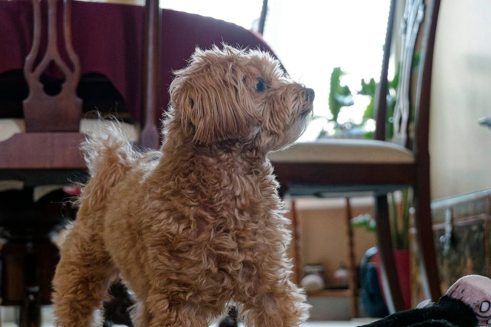 _DSC3079_DxO.jpg