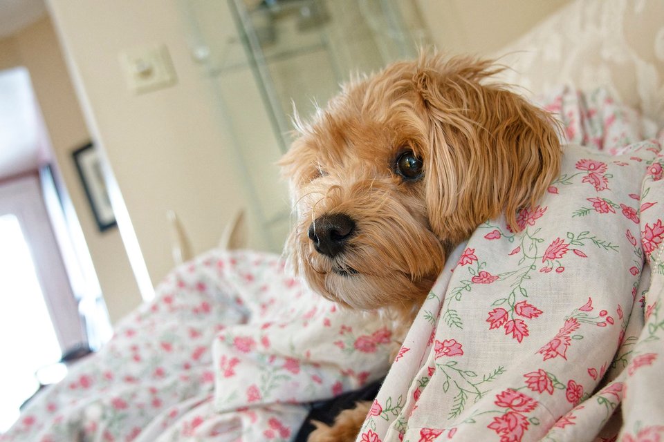 _DSC2858_DxO.jpg