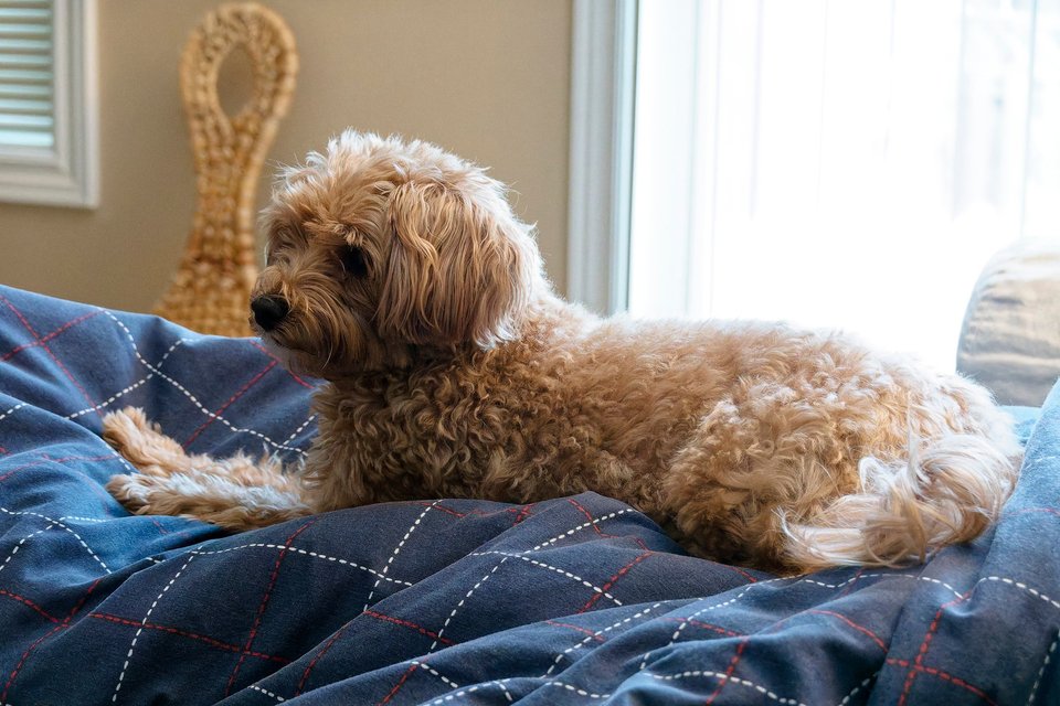 _DSC2996_DxO.jpg