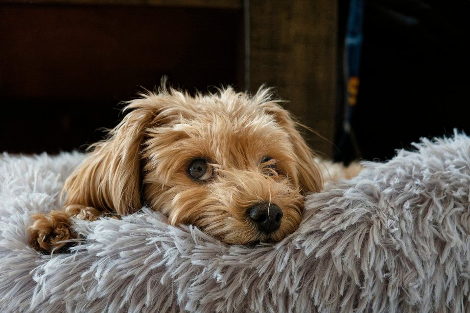 _DSC2894_DxO.jpg