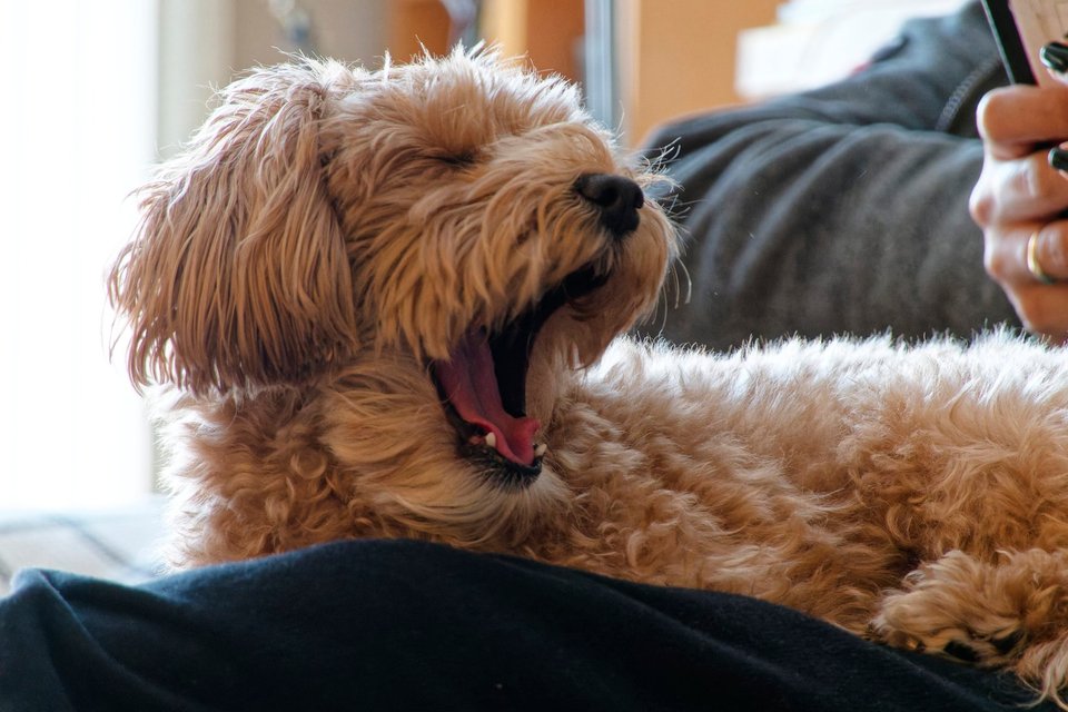 _DSC2770_DxO.jpg