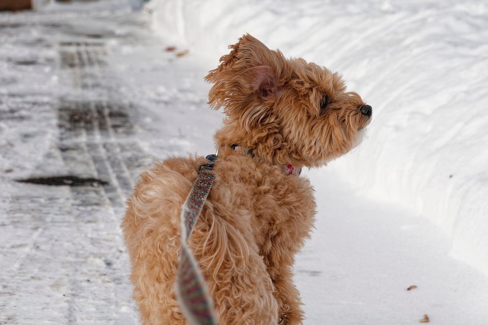 _DSC2823_DxO.jpg