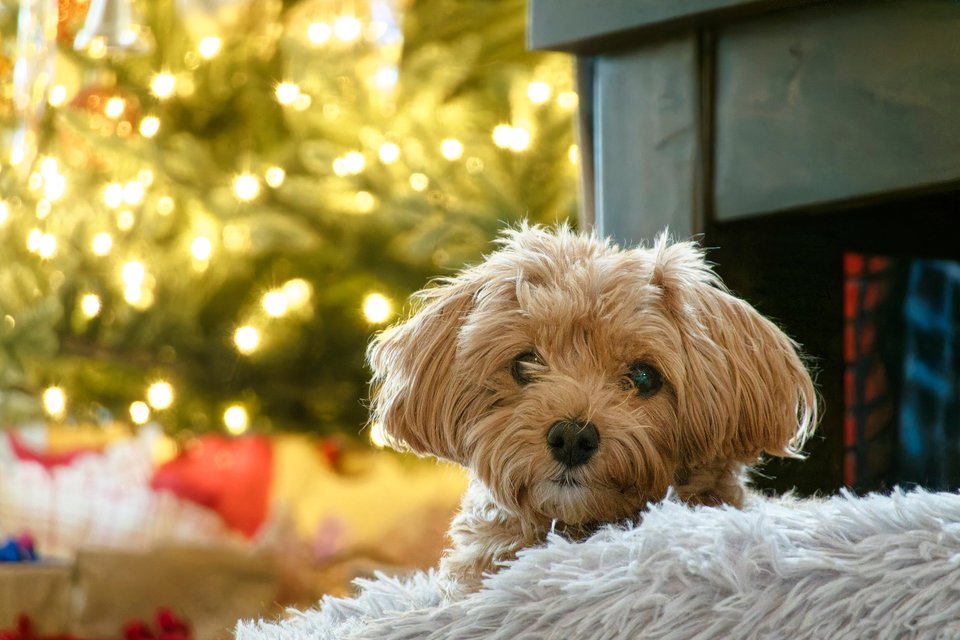 _DSC2870_DxO.jpg