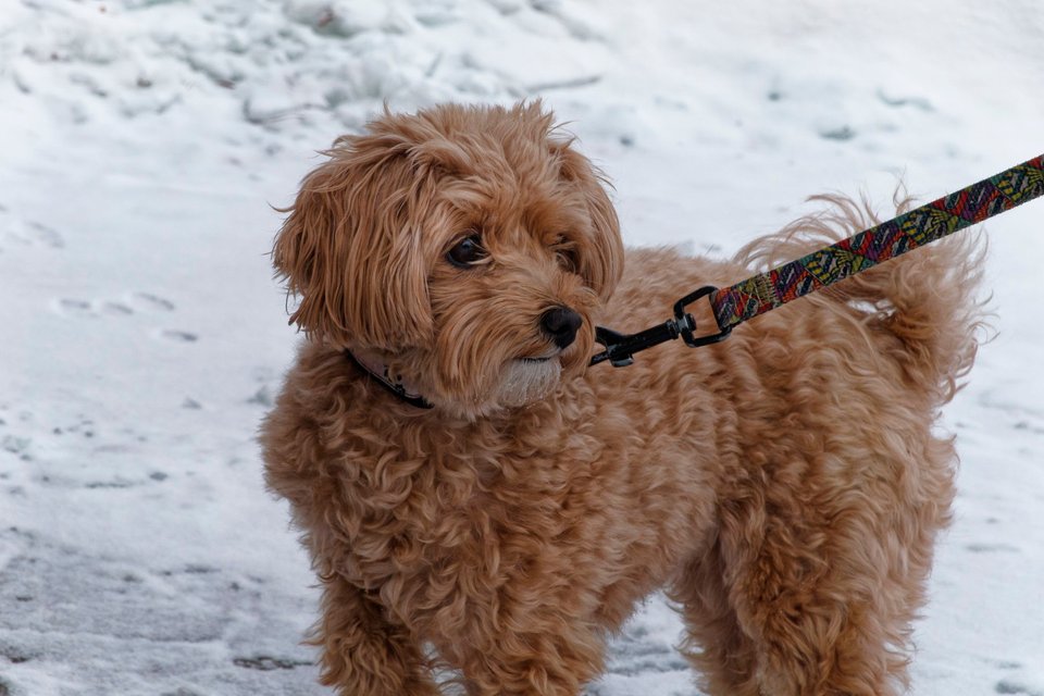 _DSC3232_DxO.jpg