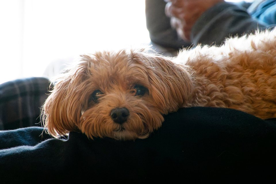 _DSC2737_DxO.jpg