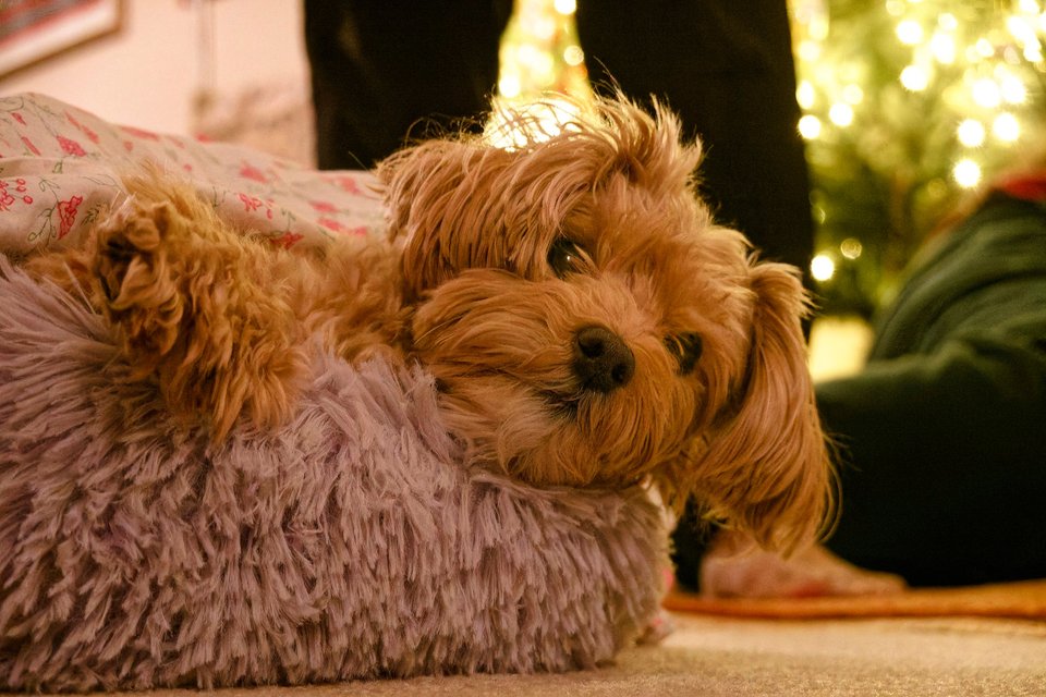 _DSC2973_DxO.jpg