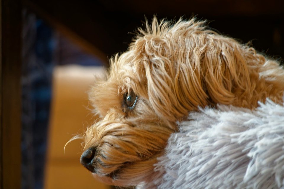 _DSC2884_DxO.jpg
