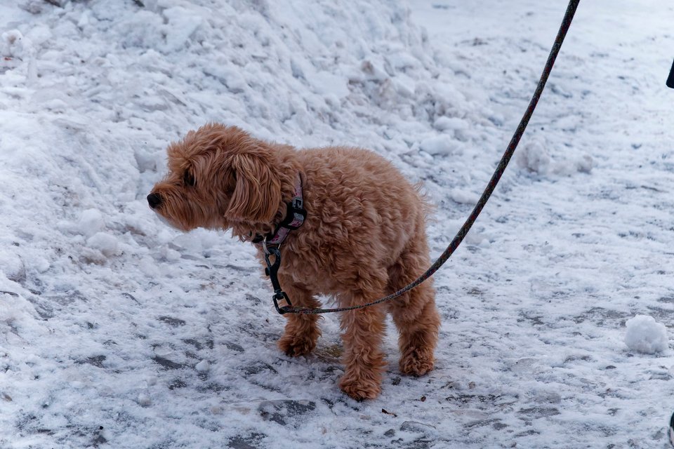 _DSC3140_DxO.jpg