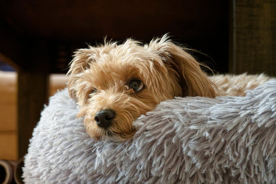 _DSC2890_DxO.jpg