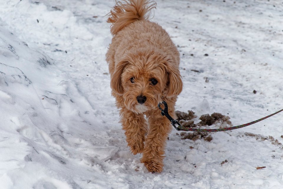_DSC3208_DxO.jpg