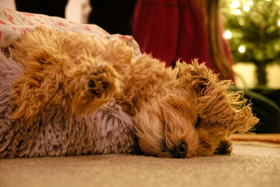 _DSC2978_DxO.jpg
