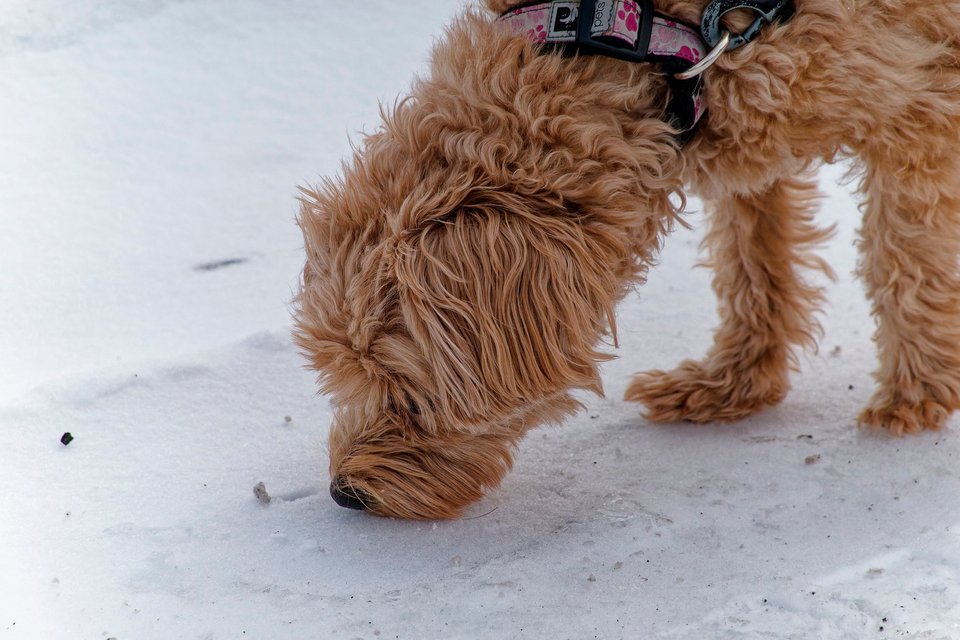 _DSC3126_DxO.jpg