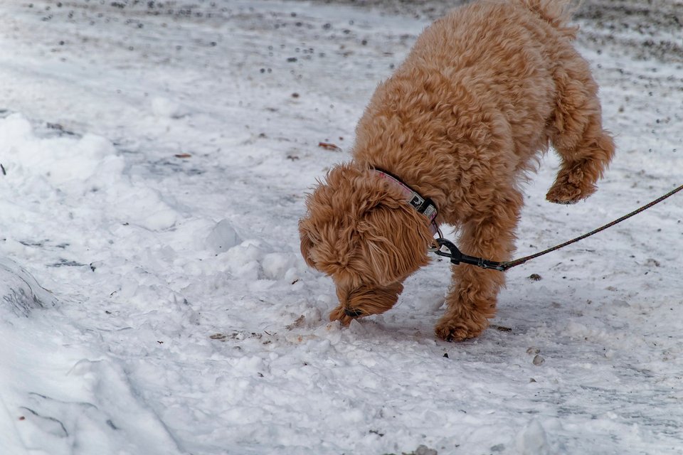 _DSC3204_DxO.jpg