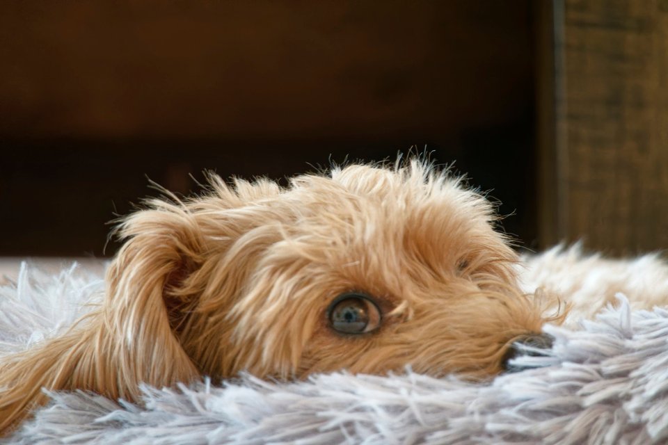 _DSC2879_DxO.jpg
