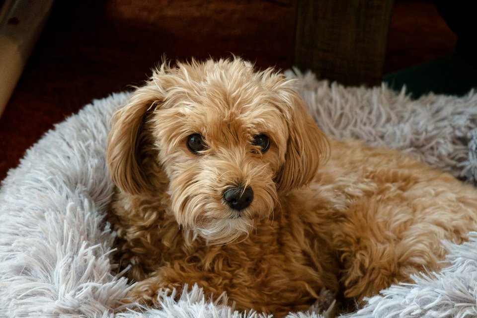 _DSC2886_DxO.jpg