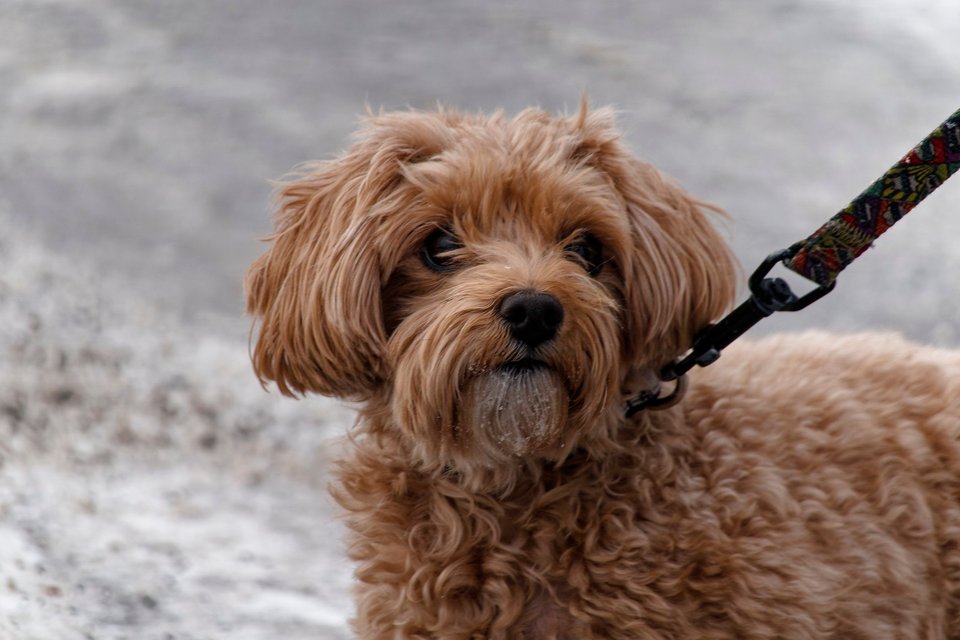 _DSC3196_DxO.jpg