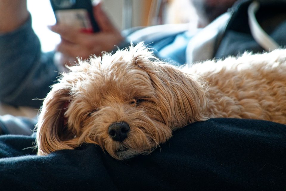 _DSC2739_DxO.jpg